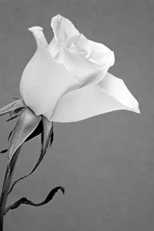 Images Dated 11th February 2020: Rose