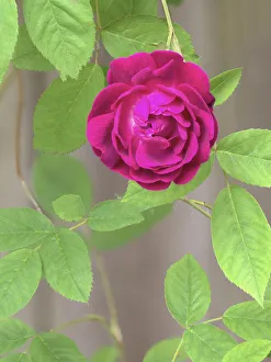 Images Dated 14th October 2021: Rose