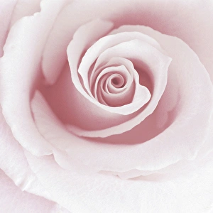 Garden Rose Prints: Rose Abstract