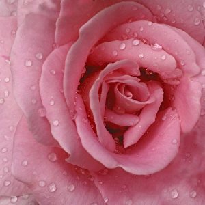 Images Dated 1st June 2005: Rose Abstract