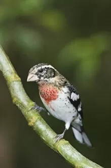 Images Dated 13th December 2006: Rose-breasted Grosbeak, Pheucticus ludovicianus, immature male perched, Central Valley
