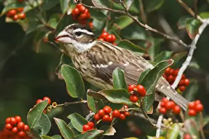 Images Dated 28th April 2008: Rose-breasted Grosbeak (Pheucticus ludovicianus) female, feeding on fiddlewood fruits