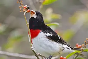 Images Dated 28th April 2008: Rose-breasted Grosbeak (Pheucticus ludovicianus) male, feeding on fiddlewood fruits