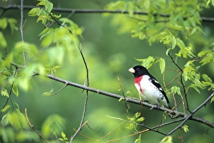 Rose-breasted Grosbeak (Pheucticus ludovicianus) male in Common Hackberry tree (Celtis