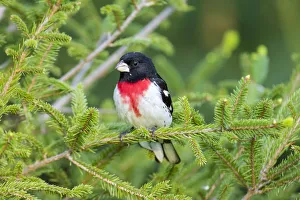 Rose-breasted Grosbeak (Pheucticus ludovicianus) male in spruce tree. Marion Co. IL