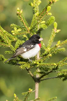 Rose-breasted Grosbeak (Pheucticus ludovicianus) male in spruce tree. Marion Co. IL