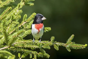 Images Dated 8th May 2017: Rose-breasted Grosbeak (Pheucticus ludovicianus) male in spruce tree, Marion County