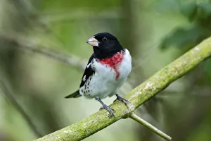 Rose-breasted grosbeak (Pheucticus ludovicianus) perched