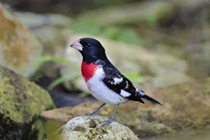 Rose-breasted Grosbeak (Pheucticus ludovicianus) perched