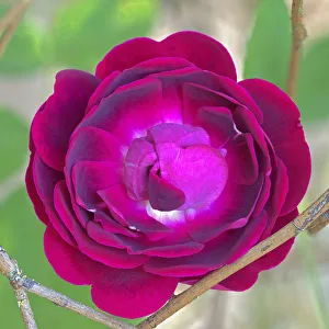 Rose close-up