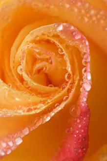 Images Dated 8th August 2006: Rose close-up with dew. Credit as: Nancy Rotenberg / Jaynes Gallery / DanitaDelimont