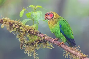 Parrot Prints: Rose-faced parrot, misty morning in the Choco Forest of Ecuador