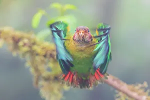 Parrot Prints: Rose-faced parrot taking flight, misty morning in the Choco Forest of Ecuador