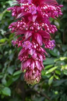 Rose Grape, Showy Medinilla