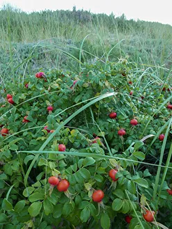 Rose Hip Prints: Rose hips, wild rose in Cape Cod landscape