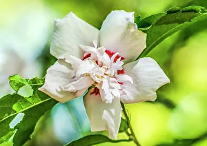 Fancy Prints: Rose mallow fancy hibiscus flower, Botanical Garden, Tucson, Arizona