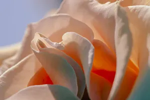 A rose opening up