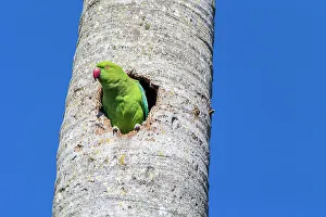 Nesting Prints: A rose-ringed parakeet observes from its cavity nest in a royal palm tree