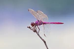 Eyeball Prints: Roseate skimmer, Rio Grande Valley, Texas