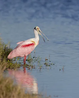 Wading Bird Prints: Roseate spoonbill agitated, Merritt island National Wildlife Refuge, Florida, USA