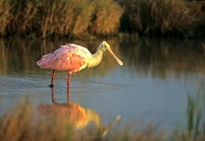 Select Focus Prints: Roseate Spoonbill (Ajaia ajaja), South Padre Island, Texas