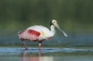 Images Dated 12th February 2010: Roseate Spoonbill, Ajaia ajaja, adult walking, Welder Wildlife Refuge, Sinton, Texas