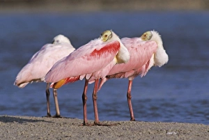 Images Dated 12th February 2010: Roseate Spoonbill, Ajaia ajaja, adults resting, Sanibel Island, Florida, USA, Dezember