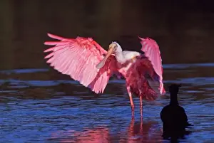 Sanibel Prints: Roseate Spoonbill (Ajaia ajaja) with Cormorant (Phalacrocorax auritus)