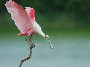 Plumage Prints: Roseate spoonbill balancing act