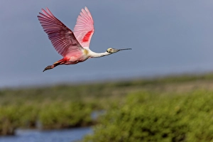 Wading Bird Prints: Roseate spoonbill in flight, Merritt Island National Wildlife Refuge, Florida