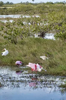 Marsh Prints: Roseate Spoonbill, Florida, USA