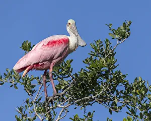 Images Dated 11th December 2019: Roseate spoonbill, Florida, USA