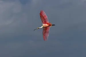 Roseate spoonbill flying, Merritt Island National Wildlife Refuge, Florida