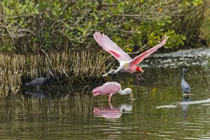 Platalea Ajaja Prints: Roseate spoonbill flying, Merritt Island National Wildlife Refuge, Florida