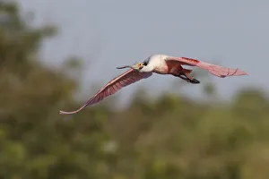 Platalea Ajaja Prints: Roseate spoonbill flying, Stick Marsh, Florida