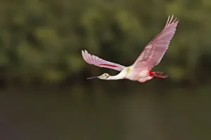 Platalea Ajaja Prints: Roseate spoonbill flying, Stick Marsh, Florida