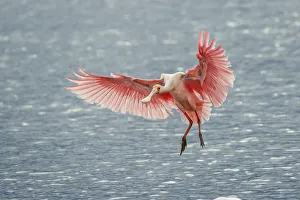Platalea Ajaja Prints: Roseate spoonbill landing, Merritt Island National Wildlife Refuge, Florida