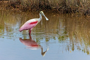 Wading Bird Prints: Roseate spoonbill, Merritt Island National Wildlife Refuge, Florida