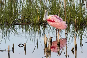 Images Dated 8th March 2017: Roseate Spoonbill (Platalea ajaja) Viera Wetlands Brevard County FL