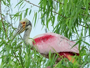 Willow Prints: Roseate spoonbill, Smith Oaks Sanctuary, Bolivar Peninsula, High Island, Texas