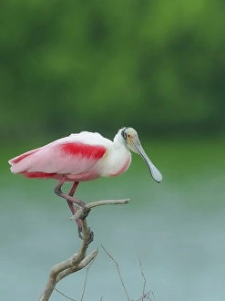 Plumage Prints: Roseate spoonbill, Smith Oaks Sanctuary, Bolivar Peninsula, High Island, Texas