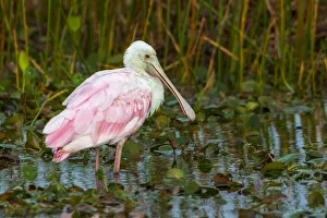 Bush Prints: A Roseate Spoonbill standing in water in Orlando Wetlands, Florida