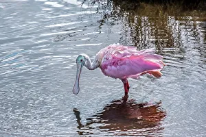 Plumage Prints: Roseate Spoonbill wading in marsh, Florida