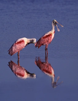 Charles Sleicher Prints: Two Roseate Spoonbills (Ajaia ajaja)
