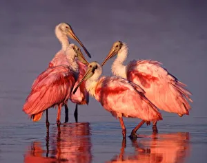 Sanibel Prints: Four Roseate Spoonbills (Ajaia ajaja) at Dawn