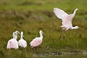 Images Dated 16th January 2008: Roseate Spoonbills (Ajaia ajaja) feeding in coastal salt marsh on the intracoastal