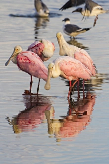 Roseate Spoonbills (Ajaia ajaja) feeding group