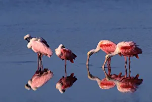 Five Roseate Spoonbills (Ajaia ajaja) feeding and preening