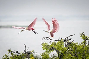 Plumage Prints: Roseate Spoonbills (Ajaia ajaja) landing in nest colony