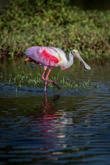 Images Dated 2025: Roseate spoonbills display their bright pink color